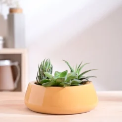 Tulip Fantasy Flat Ceramic Planter