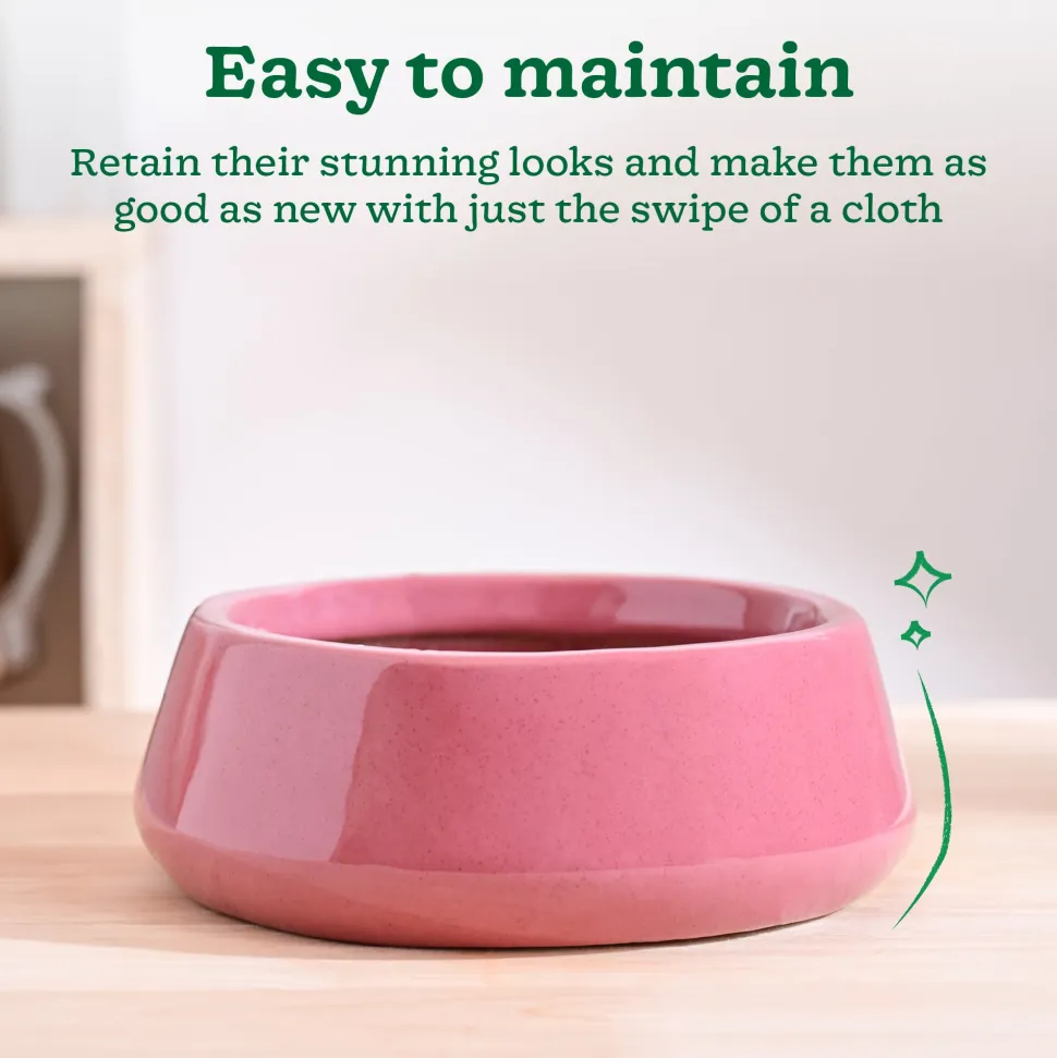 Tulip Fantasy Flat Ceramic Planter