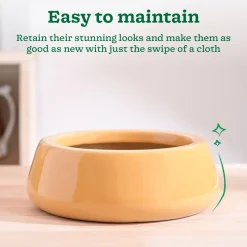 Tulip Fantasy Flat Ceramic Planter