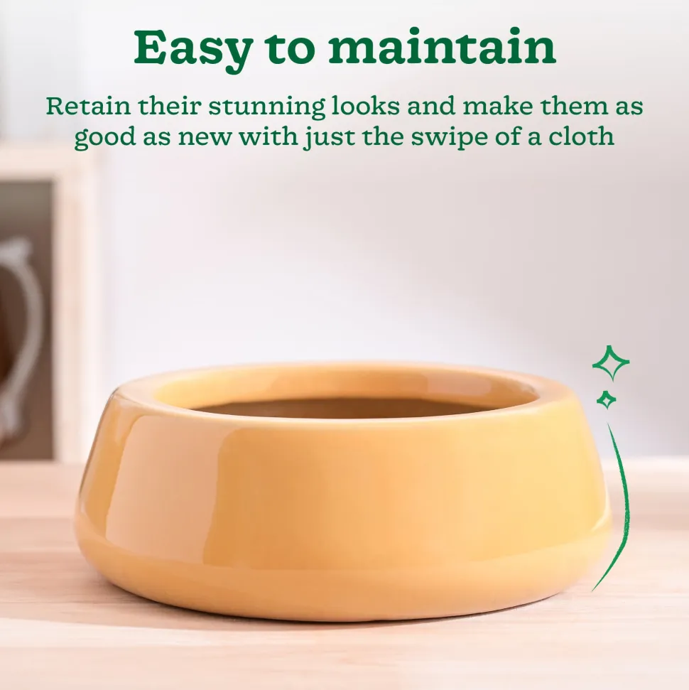 Tulip Fantasy Flat Ceramic Planter