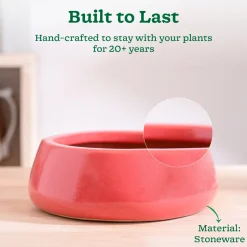 Tulip Fantasy Flat Ceramic Planter