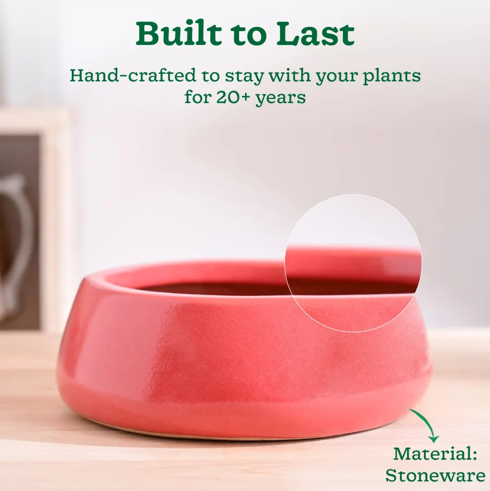 Tulip Fantasy Flat Ceramic Planter