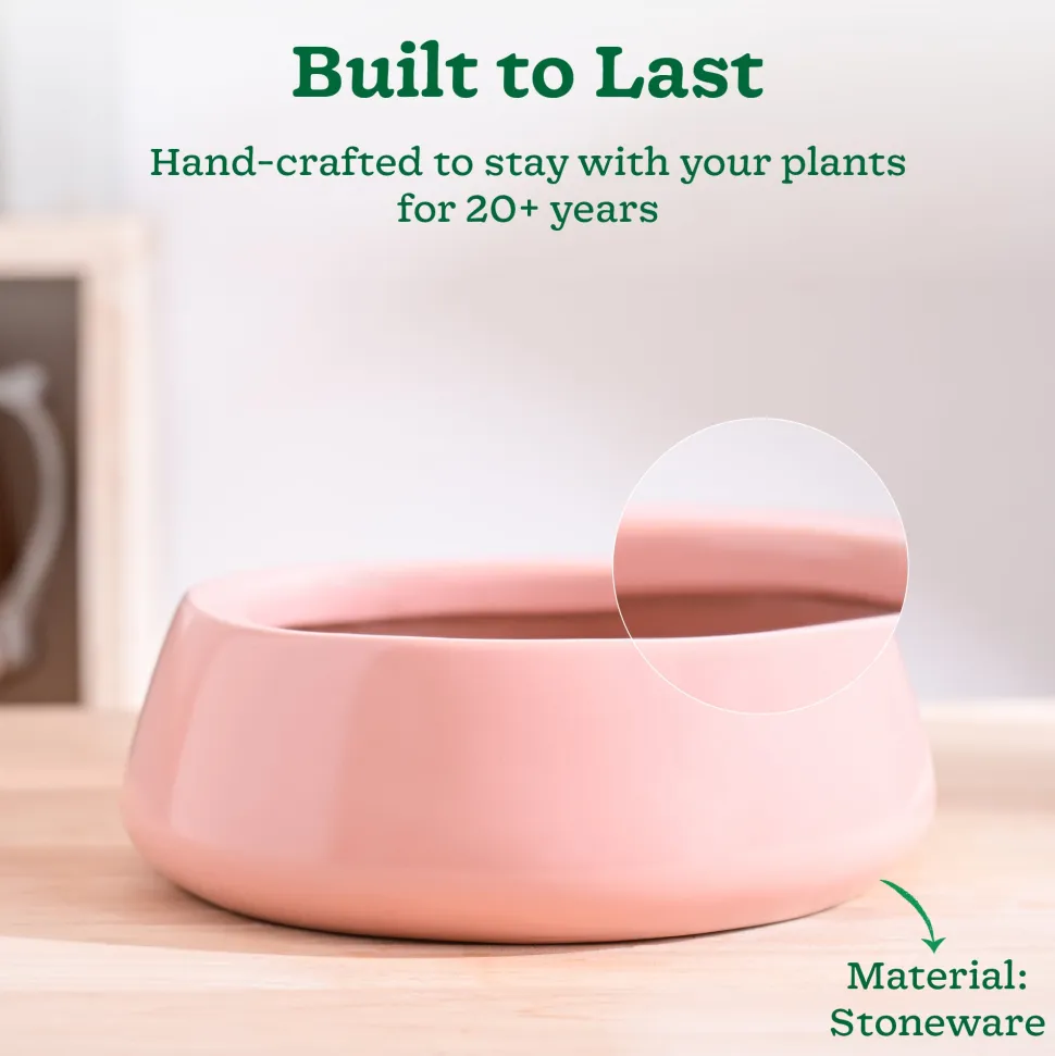 Tulip Fantasy Flat Ceramic Planter
