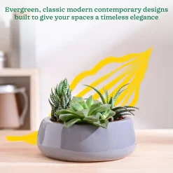 Tulip Fantasy Flat Ceramic Planter