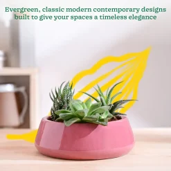 Tulip Fantasy Flat Ceramic Planter