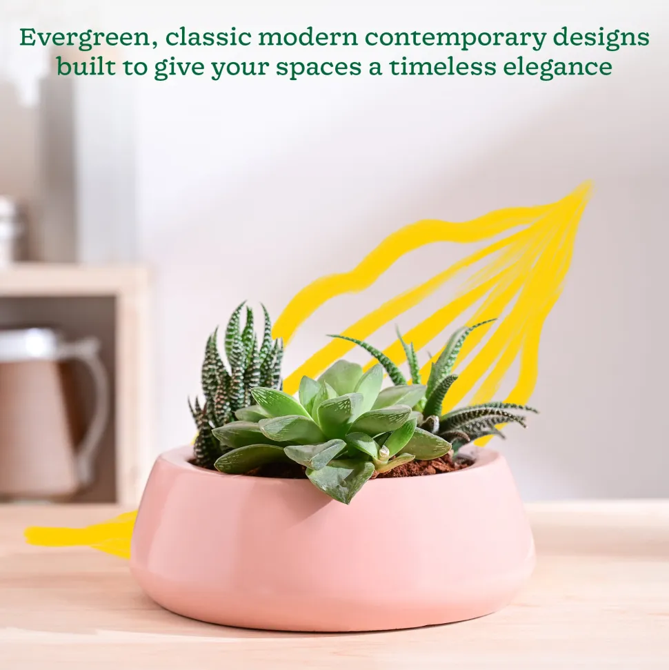 Tulip Fantasy Flat Ceramic Planter