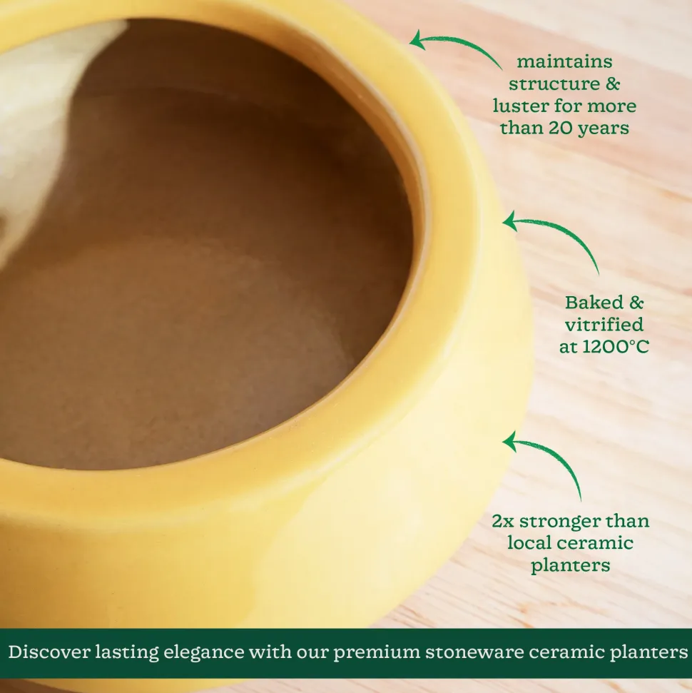 Tulip Fantasy Flat Ceramic Planter
