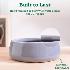 Tulip Fantasy Flat Ceramic Planter