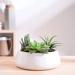 Tulip Fantasy Flat Ceramic Planter