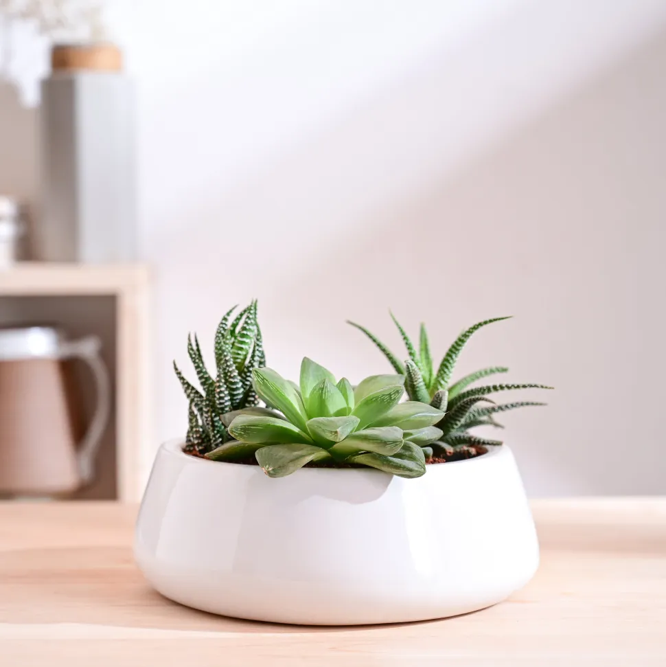 Tulip Fantasy Flat Ceramic Planter
