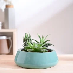 Tulip Fantasy Flat Ceramic Planter
