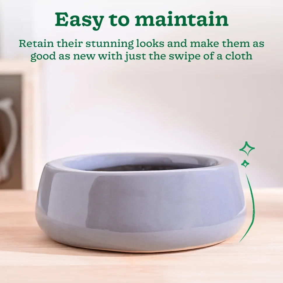 Tulip Fantasy Flat Ceramic Planter