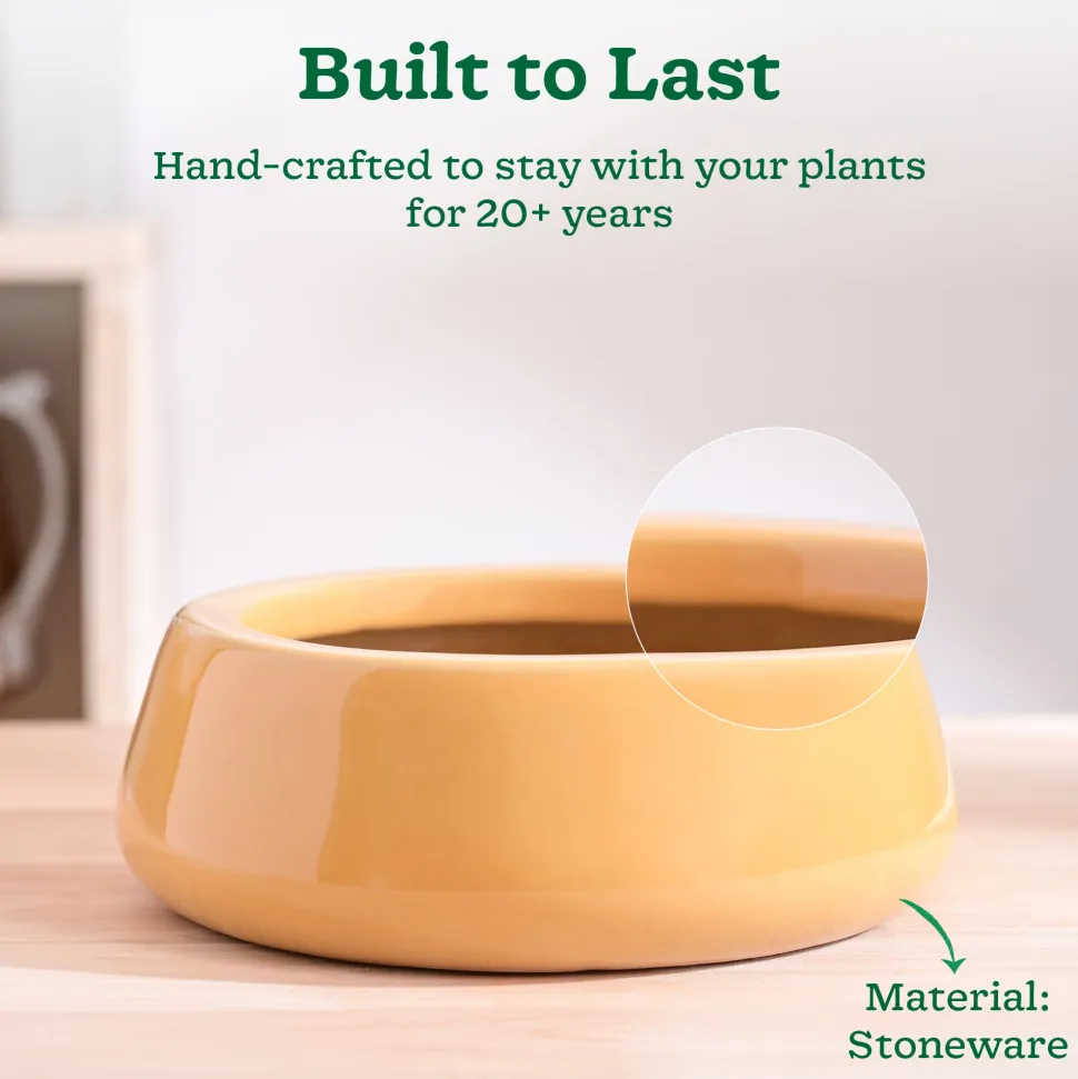 Tulip Fantasy Flat Ceramic Planter