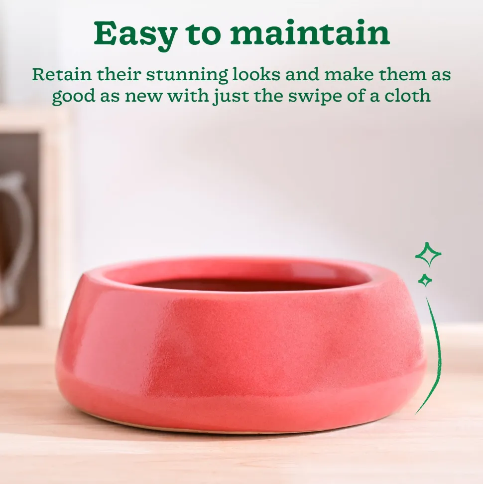 Tulip Fantasy Flat Ceramic Planter