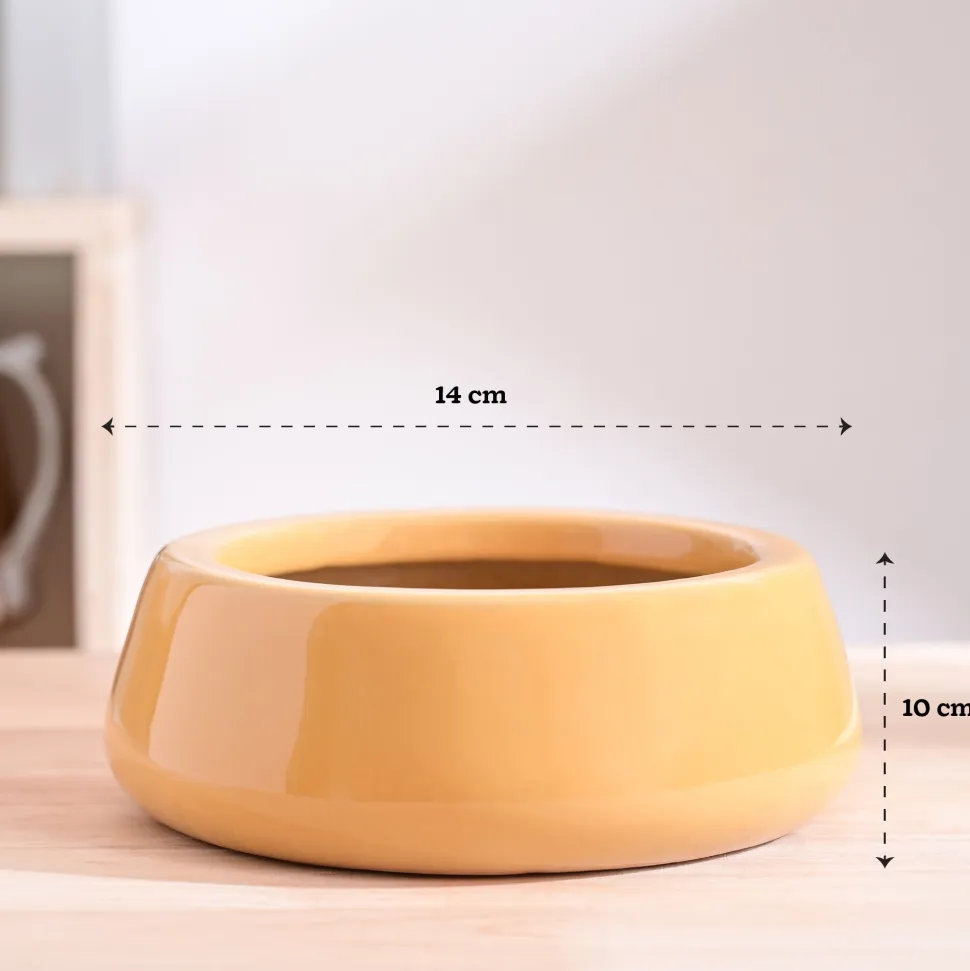 Tulip Fantasy Flat Ceramic Planter