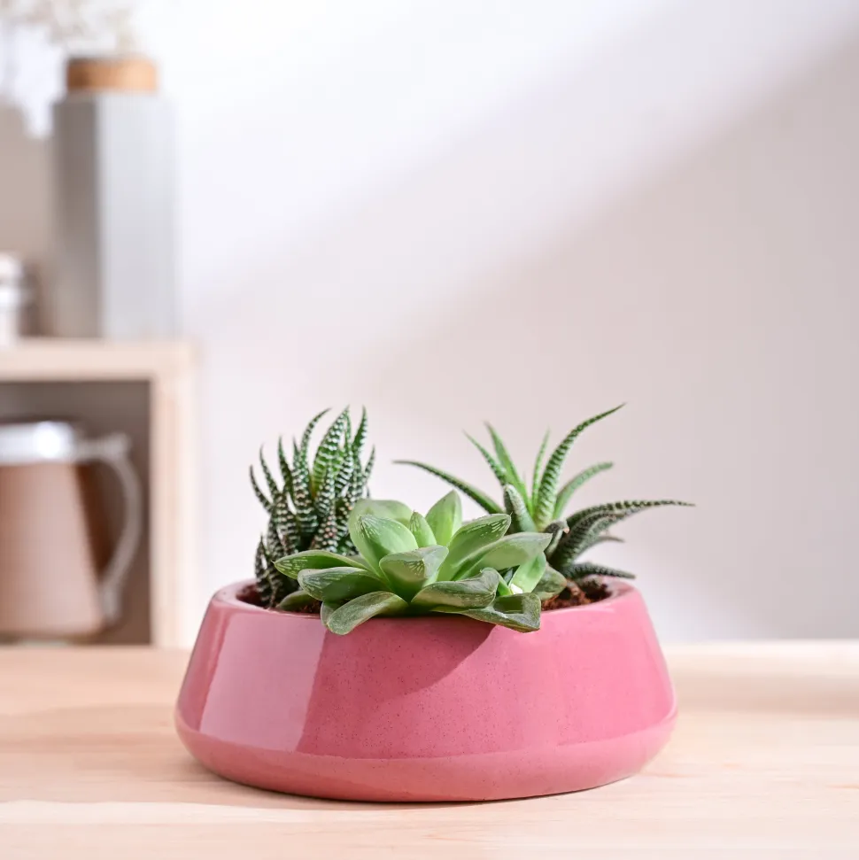 Tulip Fantasy Flat Ceramic Planter