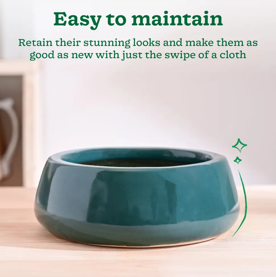 Tulip Fantasy Flat Ceramic Planter