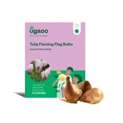 Tulip Flaming Flag Bulbs