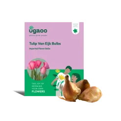 Tulip Van Eijk Bulbs