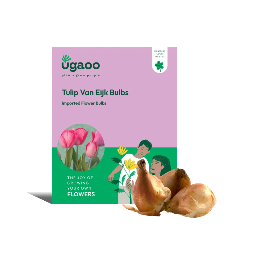 Tulip Van Eijk Bulbs