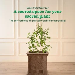 Tulsi Pot for Home