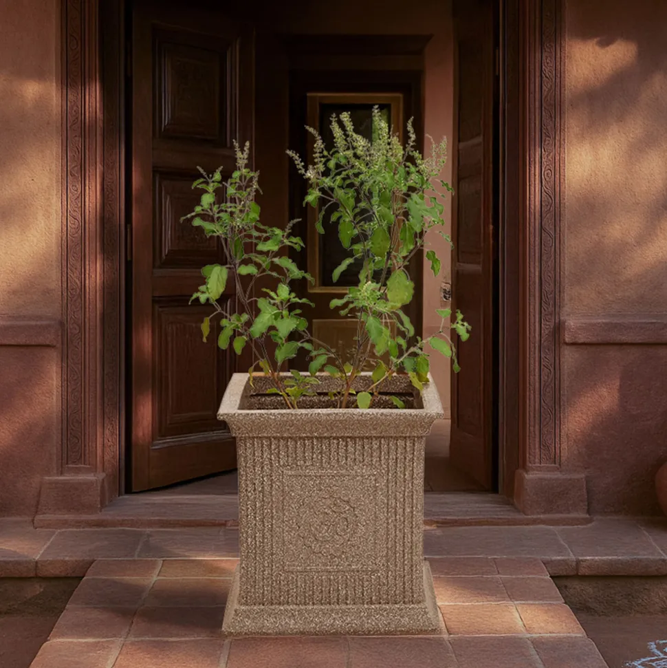 Tulsi Pot for Home