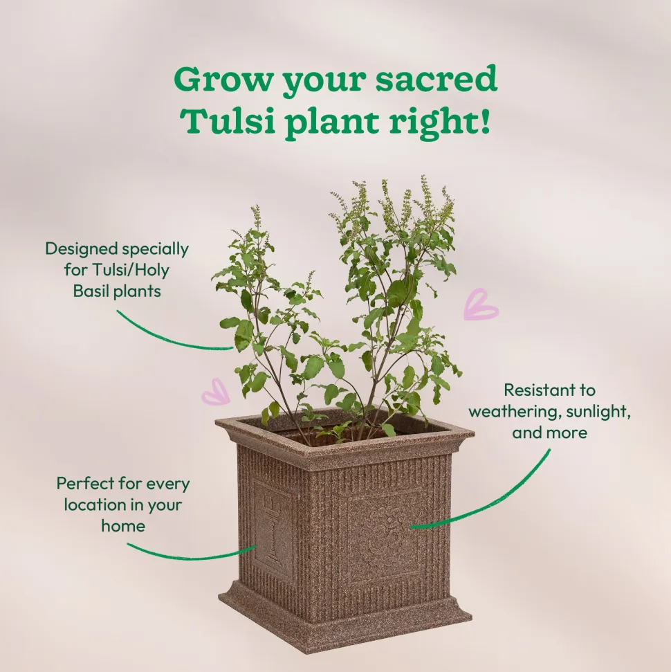 Tulsi Pot for Home