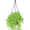 Turtle Vine