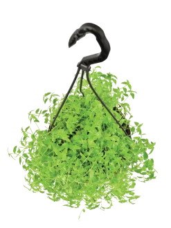 Turtle Vine