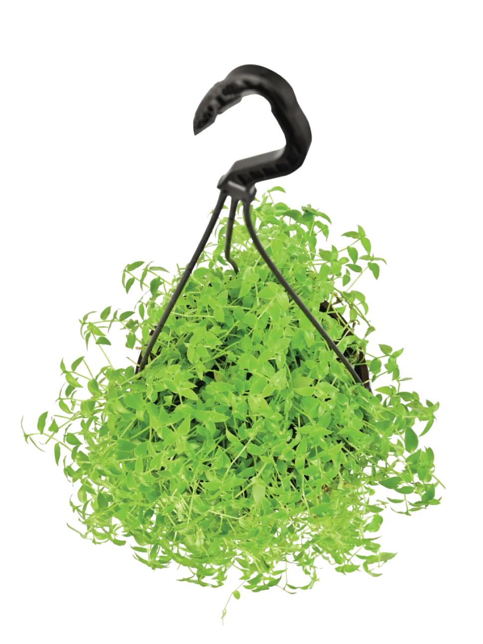 Turtle Vine