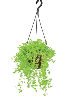 Turtle Vine