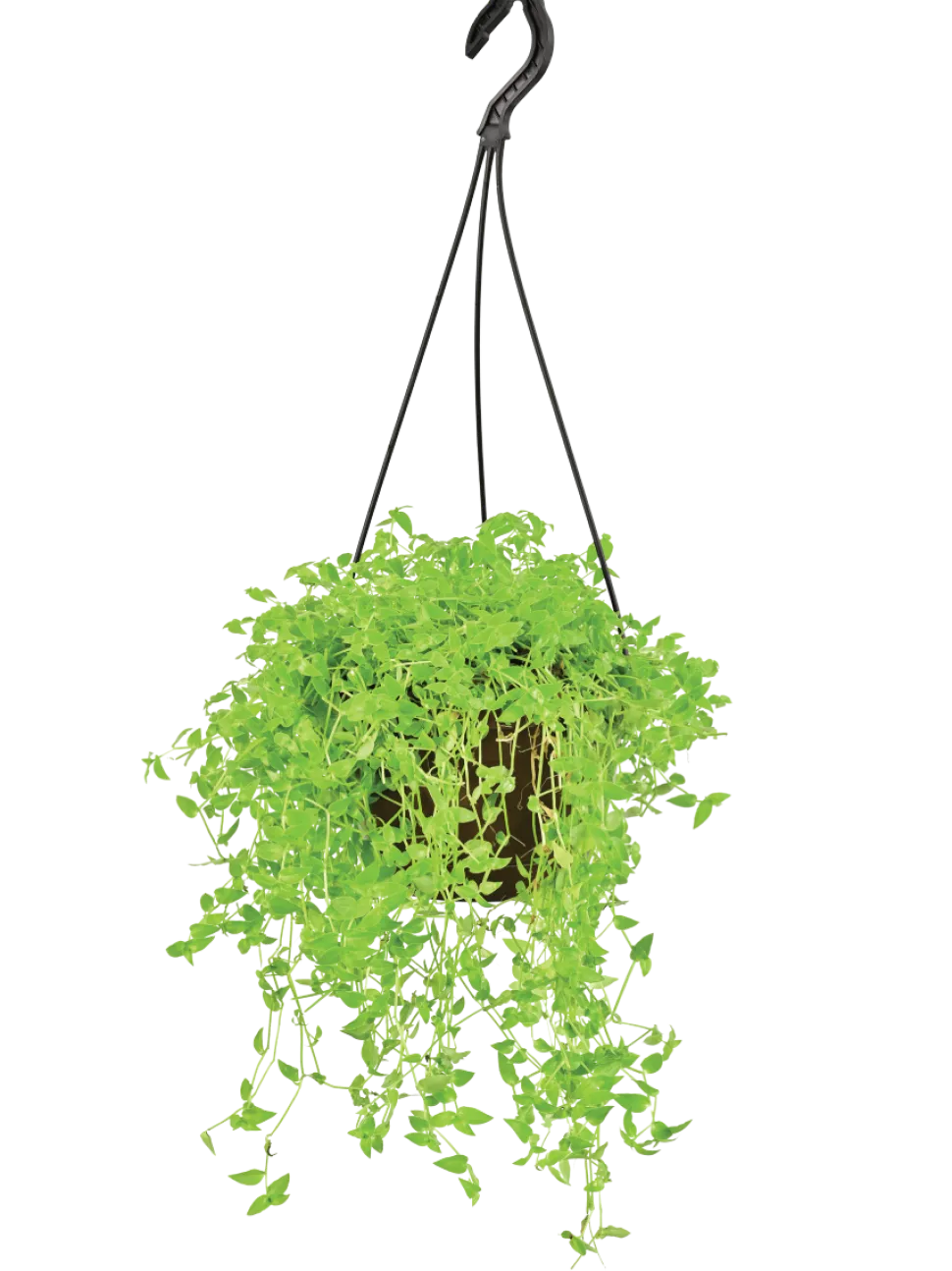 Turtle Vine