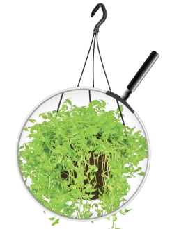Turtle Vine
