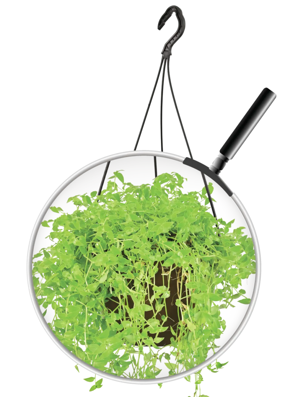 Turtle Vine