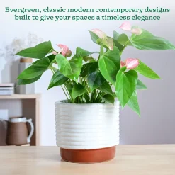 Untold stories Ceramic Planter
