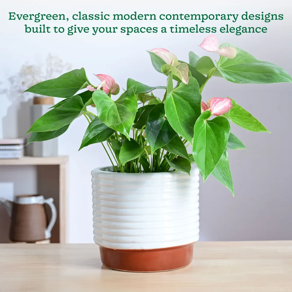 Untold stories Ceramic Planter