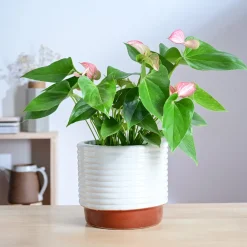 Untold stories Ceramic Planter