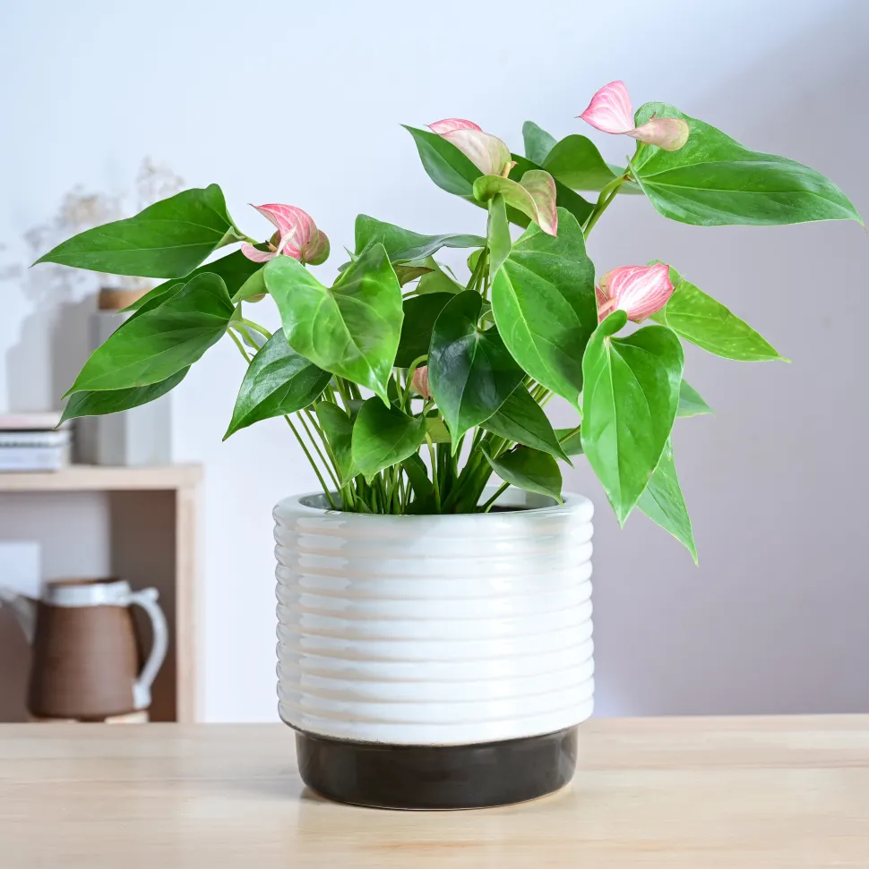 Untold stories Ceramic Planter