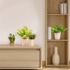 Vastu & Feng Shui Lucky Plant Combo - Good Luck Plants for Home