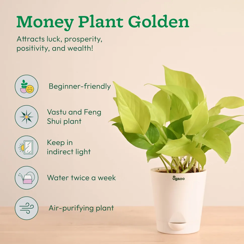 Vastu & Feng Shui Lucky Plant Combo - Good Luck Plants for Home
