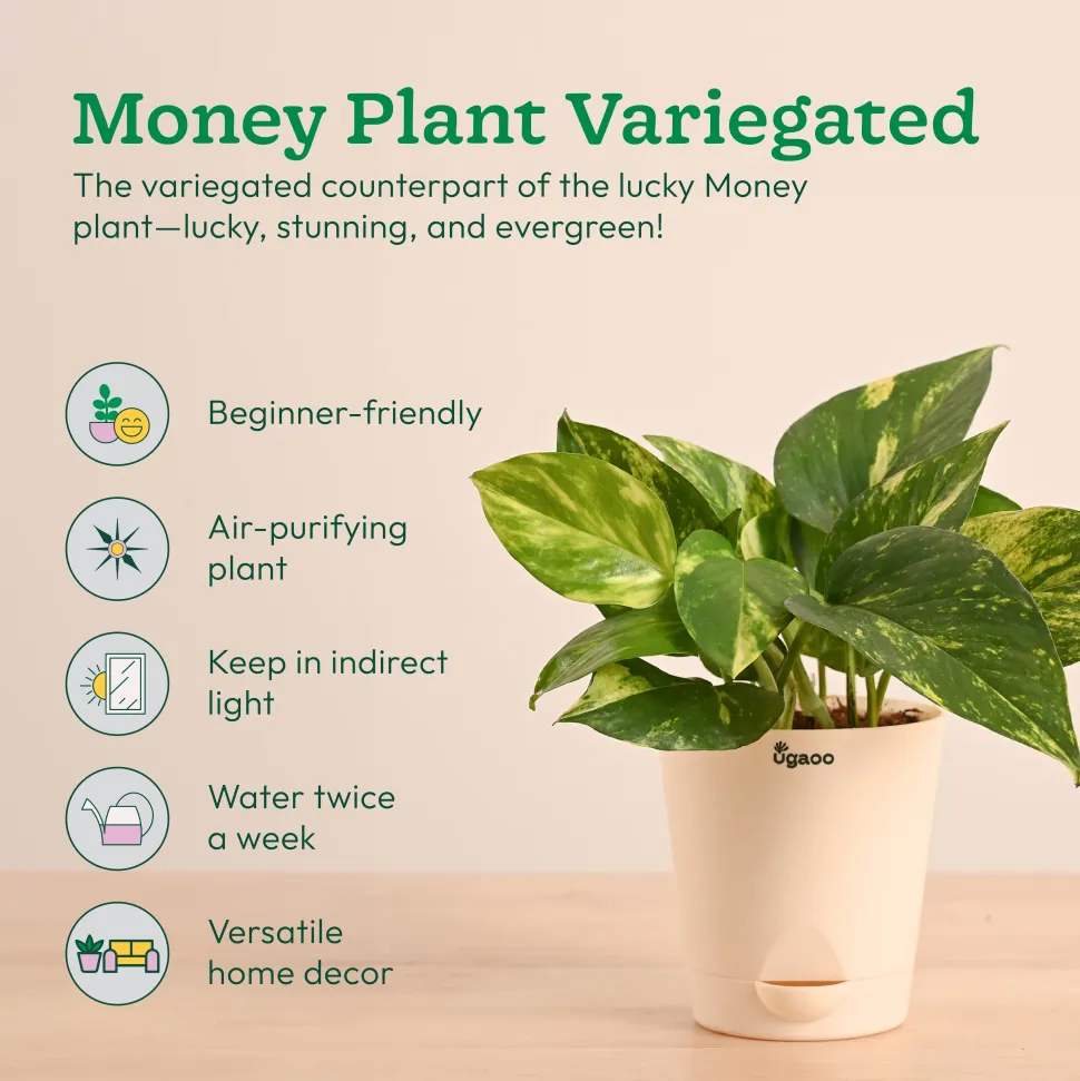 Vastu & Feng Shui Lucky Plant Combo - Good Luck Plants for Home