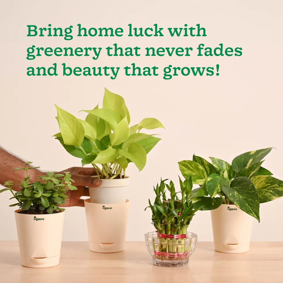 Vastu & Feng Shui Lucky Plant Combo - Good Luck Plants for Home
