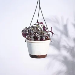 Wandering Jew With Hanging Pot