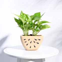 Watermelon Ceramic Planter (5.5 Inch Width)