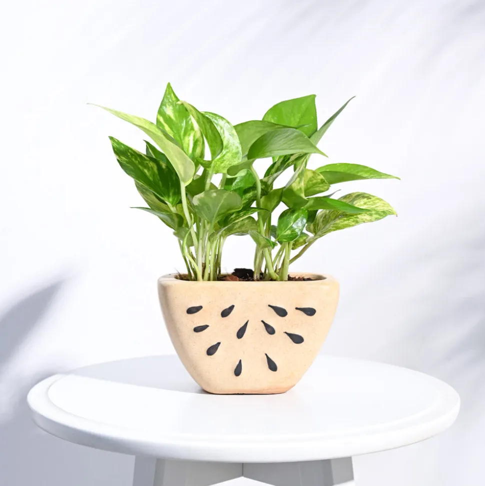 Watermelon Ceramic Planter (5.5 Inch Width)