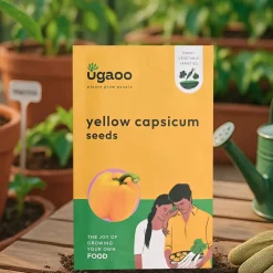 Yellow Capsicum Seeds