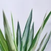 Yucca Silver Plant