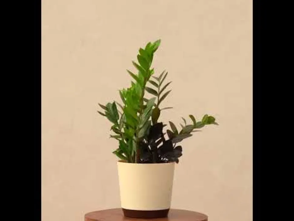 Zamia Green and Zamia Black Plant Bouquet