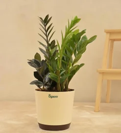 Zamia Green and Zamia Black Plant Bouquet