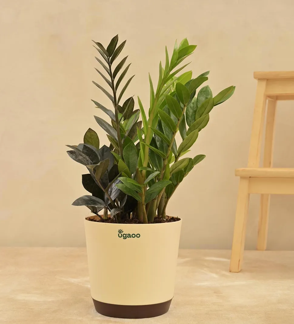 Zamia Green and Zamia Black Plant Bouquet